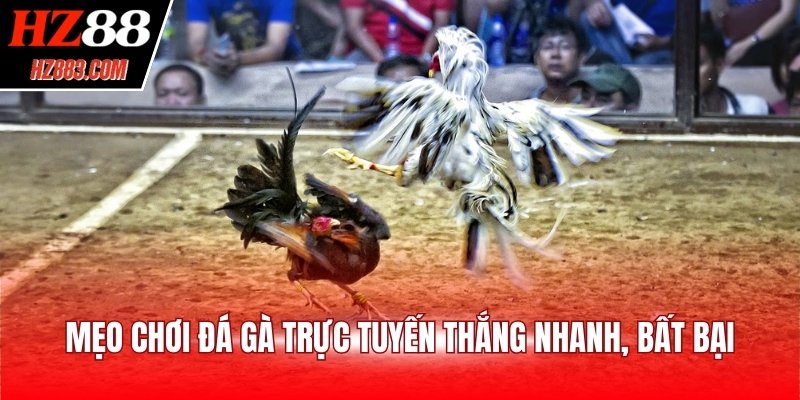 Mẹo chơi đá gà trực tuyến thắng nhanh, bất bại