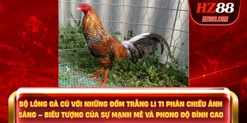 Bộ lông gà cú với những đốm trắng li ti phản chiếu ánh sáng – biểu tượng của sự mạnh mẽ và phong độ đỉnh cao.