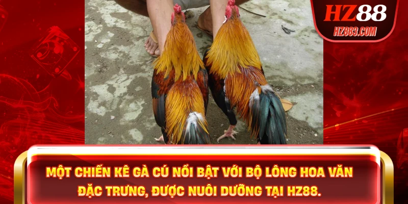 Một chiến kê gà cú nổi bật với bộ lông hoa văn đặc trưng, được nuôi dưỡng tại HZ88.
